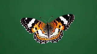 Orange Butterfly &ndash; Free Green Screen VFX Loop Animation