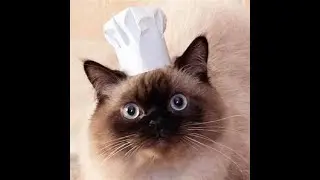 cooking with cat