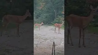 Visitors