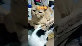 🥰🥰cutess ever🥰🥰lovelove