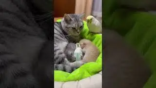 Kittens Take Care of Their Parrot Brother So Sweet It Melts Hearts #CutePets #AnimalLove #PetCare