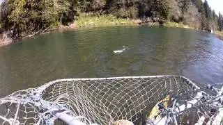 Steelhead fishing on the Siletz River, OR