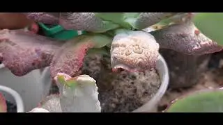 O QUE ESTÁ ACONTECENDO  COM OS CACTOS DE COLEÇÃO? 🤔 FLORAÇÃO EM ALTA! SUCULENTAS LINDAS NA COLEÇÃO. 