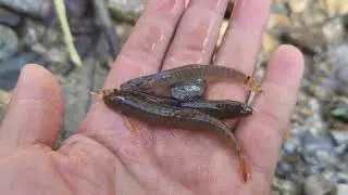 Types of Fishing methods | Village fishing |Rural area | fishing in stream water | Arunachal Pradesh