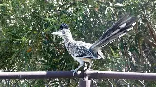 Road Runners Hunt & Drink In Our Back Yard, Rabbits Fight Back