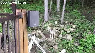 Wolves eat meat thrown by keeper