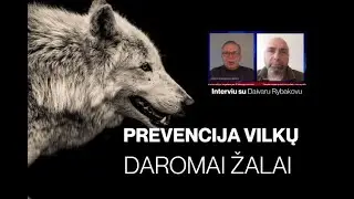 D. Rybakovas: prevencija vilkų daromai žalai yra, nors moralinė žala visad nepalyginamai didesnė
