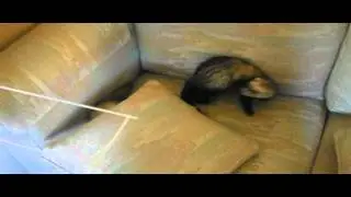 After bath [feat. Epic Ferret moment]