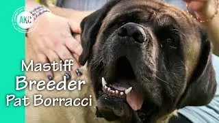 I am a Breeder - Pat Borracci - Mastiffs