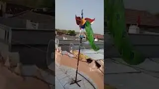 electric mor ( peacock) voice : NILESHBHAI - 9913958377