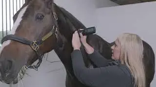 CS-Pro VET Video Tutorial - Equine - Myofascial Tension