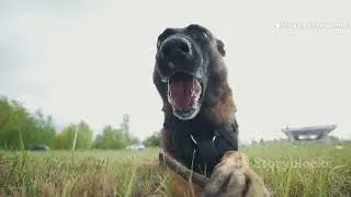 Can Animals Sense an Earthquake Before It Happens ?