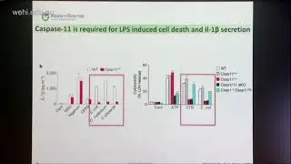 Salvamoser R (2018): the role of caspases in programmed cell death, inflammation and immune defense