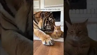 A Cat Raised a Tiger&hellip; Then Let Him Go 🐾🐯 #AnimalRescue
