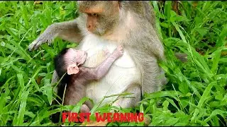 OMG Pity poor newborn Jinx, Jade start weaning her newborn, See Jade action, The Monkey Camp 4991