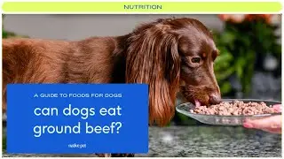 Is Ground Beef Good for Dogs?
