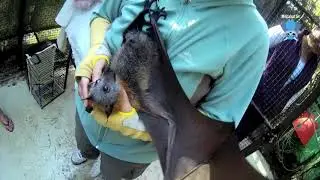 Juvenile flying-fox in the release cage: Tim Tam's test flight