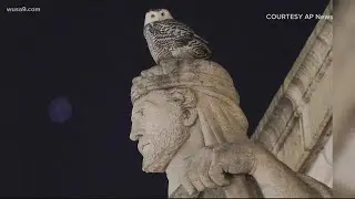 Rare snowy owl spotted in DC
