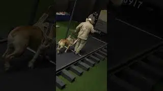 World Record Weight Pull 16,917 lbs  #boerboels #workingdog #dogsports
