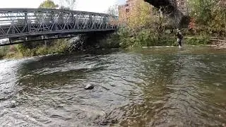 Ontario Steelhead Fishing 2025