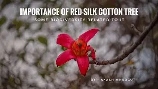 Importance of red-silk cotton tree