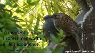 Zen Bird Of Insight