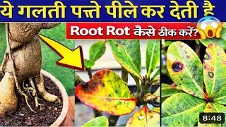 Adenium Caudex Root Rot? 😱 ये गलती पत्ते पीले कर देती है | 7 Days में Recovery 🌿