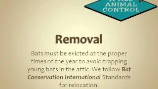 Olympia WA Bat Removal and Control from Attic