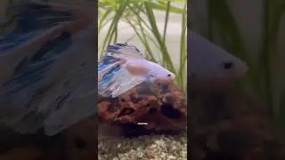 *Sky* , *Oreo* , *Glacier*, which one should name him. #betta #bettafish