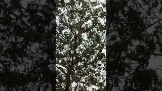 Funny Monkey climbing tree viral video 🐒🤣#monkey #funnyshorts #viralshorts #funnymonkey #youtube