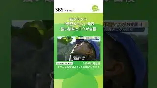 新ブランド「伊豆レモン」発表 強い酸味とコクが自慢 #SBSNEWS #shorts