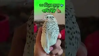 ৩০ দিনের রেডি পাখি বিক্রি🐦🥚ডিম পাড়ার উপযোগী