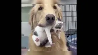 funny cats and dogs videos 😂 try not to laugh 🐶😹 2024