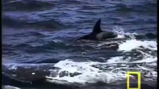 Gray Whale Migration