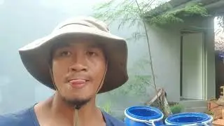 HANYA 200RUPIAH PER KG // TERNAK MAPAN DENGAN PAKAN MURAH