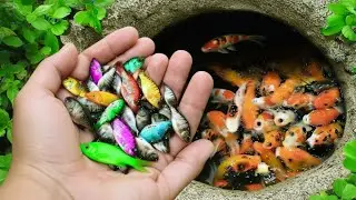 Amazing Plastic Bottle Fish Trap for Catching Beautiful Guppies! 🐟