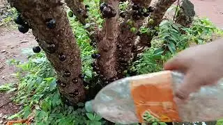 Fartura na roça.. Combatendo pragas em frutíferas com produto 100% Orgânico!!!✅🎉