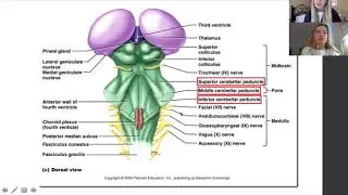 Superior Cerebellar Peduncle