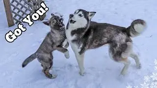 The Husky Puppy Is Learning to Play ❄ Huskies Playing in Snow