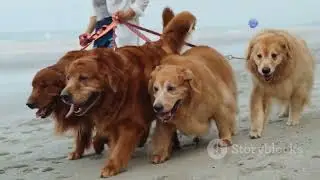 Dog Trends You MUST Try to Go Viral in 2025