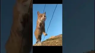 CAT AGILITY AND GOOD BALANCE.  #Beepopshorts #cat #animals #viral