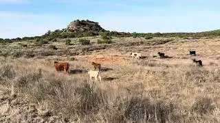 Cows along trail to Tunnel Caprock Canyon State Park and Trailway
