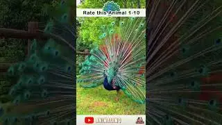 Peacock Rhapsody: A Symphony of Nature | #shorts #peacocks #animalimo