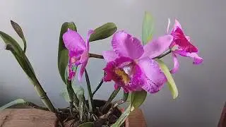 hsinying pink doll orchid