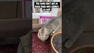 LAVA ROCK VS MULCH: before and after, benefits! #landscape #beforeandafter #homestead #plants #mulch