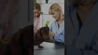 Укрепите командный дух с помощью крошечного щенка!