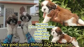 Top quality Shihtzu puppies for sale in telugu/9032185211,9000205200/BGS pets 