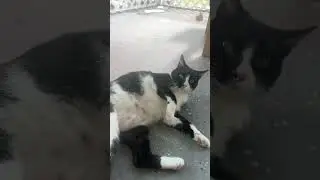 ￼Titters ￼the cat