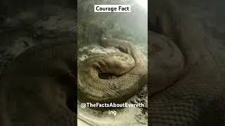 #recommendations #fact #history #music #water #underwater #snake #anakonda #photography #photo#video