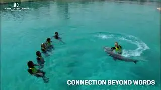 Swim with Dolphins in Dubai | Safe & Interactive Dolphin Experience
